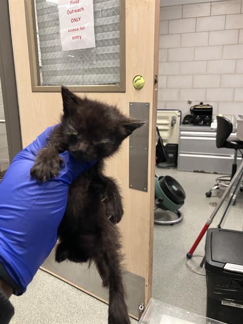 RETRO, Baby Domestic Short Hair (medium coat), cat for adoption in Hurst, Texas