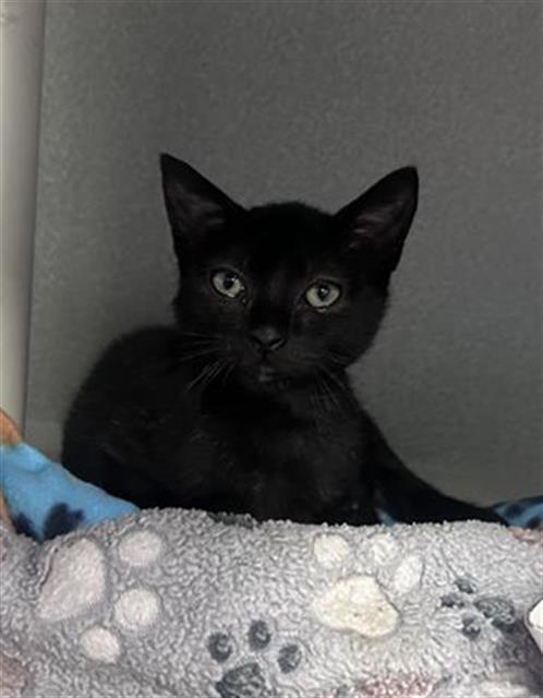RETRO, Baby Domestic Short Hair (medium coat), cat for adoption in Arlington, Texas