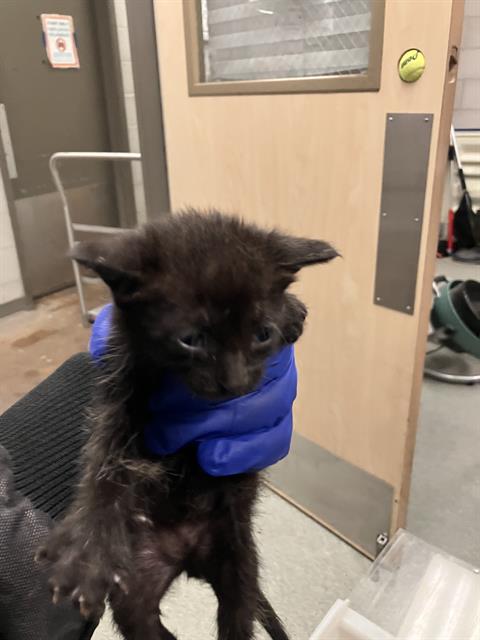 PATTY, Baby Domestic Short Hair (medium coat), cat for adoption in Hurst, Texas