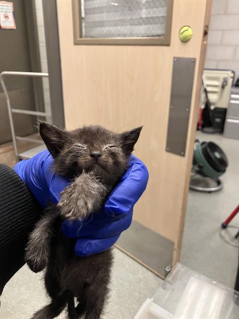 MATER, Baby Domestic Short Hair (medium coat), cat for adoption in Hurst, Texas