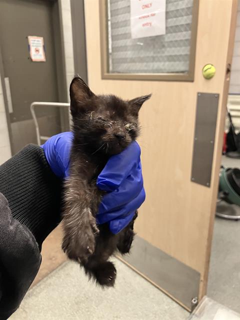 ISSABELLE, Baby Domestic Short Hair (medium coat), cat for adoption in Hurst, Texas