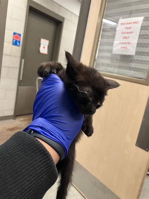 RIRI, Baby Domestic Short Hair (medium coat), cat for adoption in Hurst, Texas