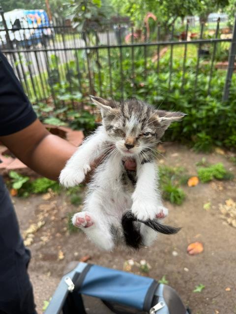 BARNEY, Baby Domestic Short Hair (medium coat), cat for adoption in Hurst, Texas
