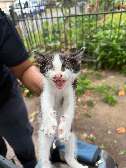 BJ, Baby Domestic Short Hair (medium coat), cat for adoption in Hurst, Texas