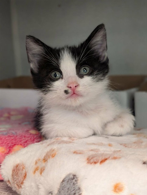 BJ, Baby Domestic Short Hair (medium coat), cat for adoption in Fort Worth, Texas
