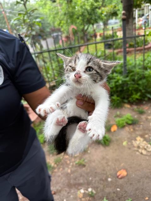 BABY POP, Baby Domestic Short Hair (medium coat), cat for adoption in Hurst, Texas
