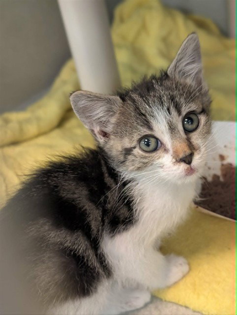 BABY POP, Baby Domestic Short Hair (medium coat), cat for adoption in Fort Worth, Texas