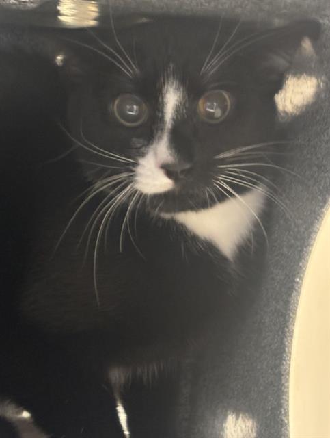 RILEY, Young Domestic Short Hair (medium coat), cat for adoption in Hurst, Texas