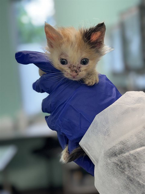 NOBARA, Baby Domestic Long Hair (medium coat), cat for adoption in Hurst, Texas