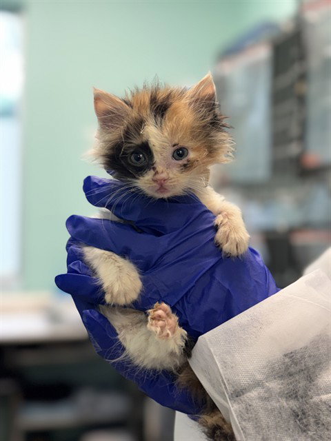 MAKI, Baby Domestic Long Hair (medium coat), cat for adoption in Hurst, Texas
