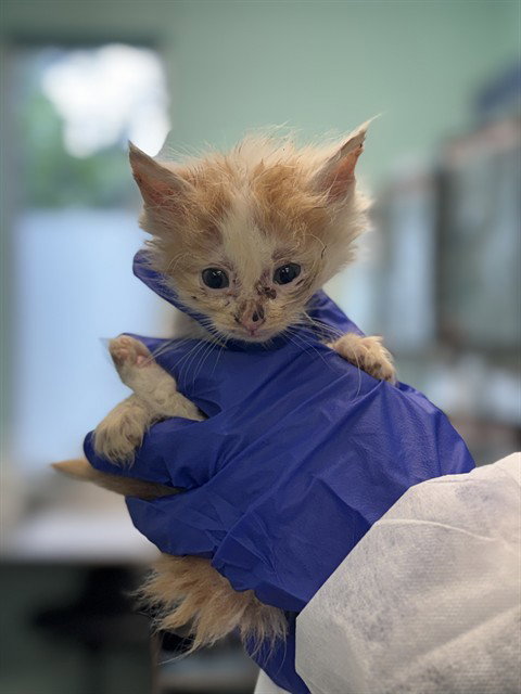YUJI, Baby Domestic Long Hair (medium coat), cat for adoption in Hurst, Texas