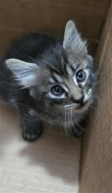MOOSE, Baby Domestic Medium Hair (medium coat), cat for adoption in Hurst, Texas