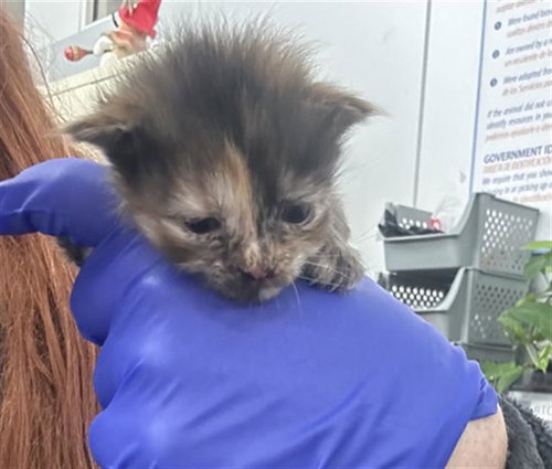 GEORGIA, Baby Domestic Short Hair (medium coat), cat for adoption in Hurst, Texas