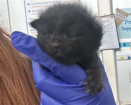 AUSTIN, Baby Domestic Short Hair (medium coat), cat for adoption in Hurst, Texas