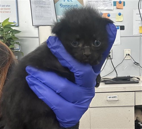 DAISY, Baby Domestic Short Hair (medium coat), cat for adoption in Hurst, Texas