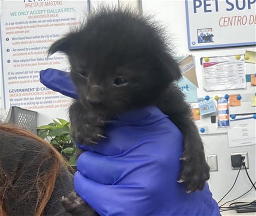 BONNIE, Baby Domestic Short Hair (medium coat), cat for adoption in Hurst, Texas