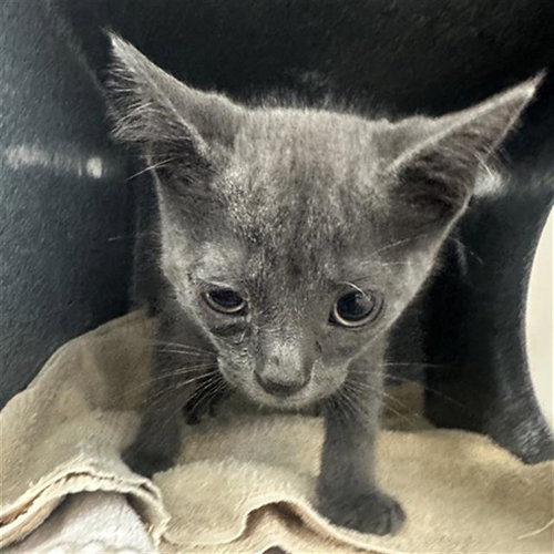 YELLER, Baby Domestic Short Hair (medium coat), cat for adoption in Hurst, Texas