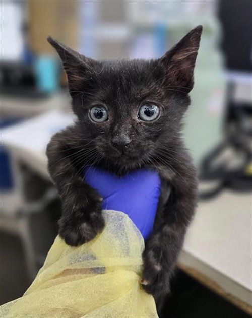 RAMSES, Baby Domestic Short Hair (medium coat), cat for adoption in Hurst, Texas