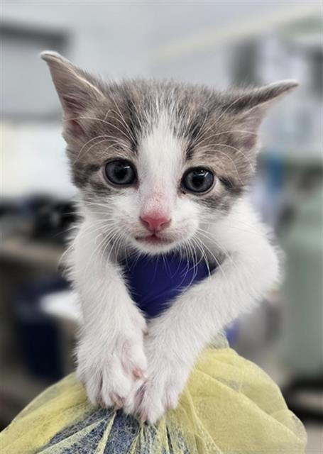 BLUEBELL, Baby Domestic Short Hair (medium coat), cat for adoption in Hurst, Texas