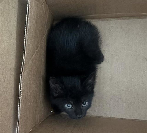 AXLE, Baby Domestic Short Hair (medium coat), cat for adoption in Hurst, Texas