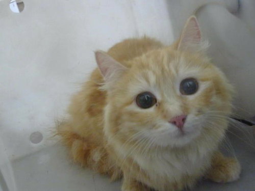 IDA, Adult Domestic Medium Hair (medium coat), cat for adoption in Hurst, Texas