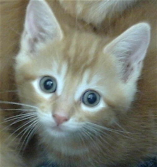 TEDDY, Baby Domestic Medium Hair (medium coat), cat for adoption in Hurst, Texas