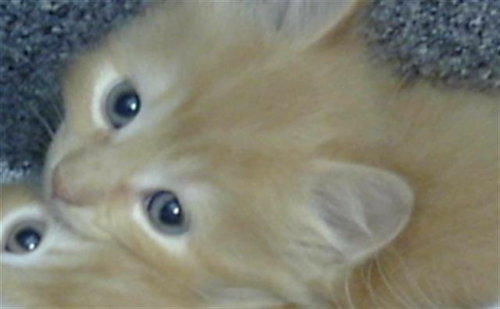 BEAU, Baby Domestic Medium Hair (medium coat), cat for adoption in Hurst, Texas