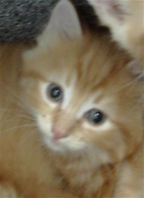 DUKE, Baby Domestic Medium Hair (medium coat), cat for adoption in Hurst, Texas