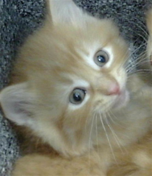 JASPER, Baby Domestic Medium Hair (medium coat), cat for adoption in Hurst, Texas
