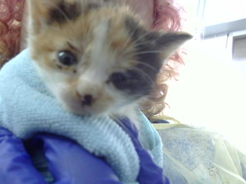 BELLE, Baby Domestic Medium Hair (medium coat), cat for adoption in Hurst, Texas