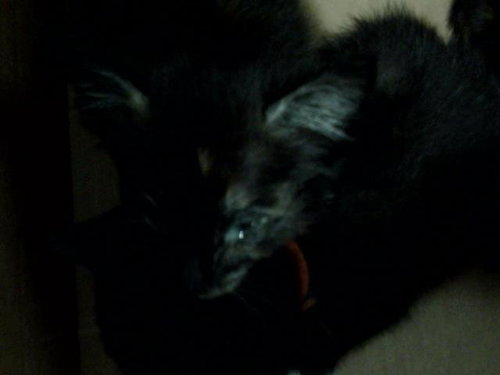 DOLLY, Baby Domestic Medium Hair (medium coat), cat for adoption in Hurst, Texas
