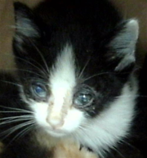 PEACHES, Baby Domestic Medium Hair (medium coat), cat for adoption in Hurst, Texas