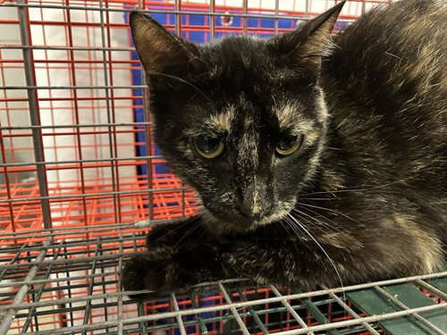 MARBLE, Young Domestic Short Hair (medium coat), cat for adoption in Hurst, Texas