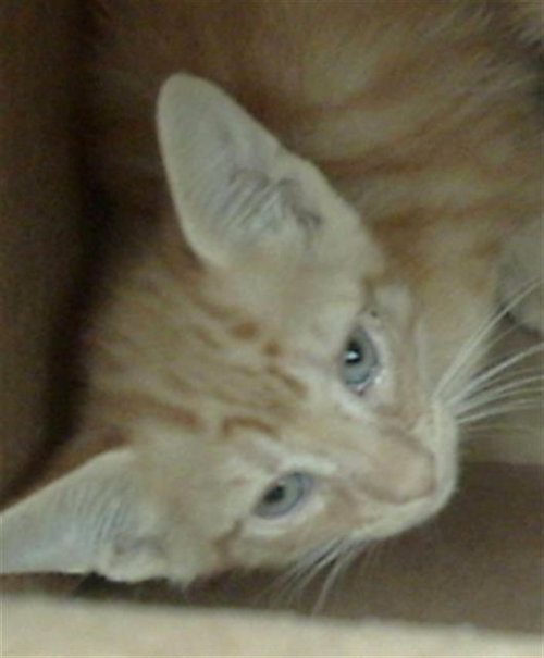 HUNTER, Baby Domestic Medium Hair (medium coat), cat for adoption in Hurst, Texas