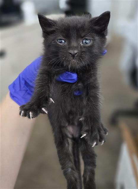 LOKI, Baby Domestic Short Hair (medium coat), cat for adoption in Fort Worth, Texas