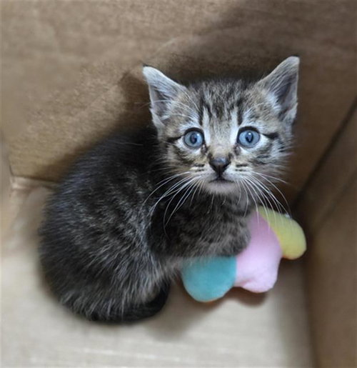 KAZE, an adoptable Domestic Short Hair in Dallas, TX