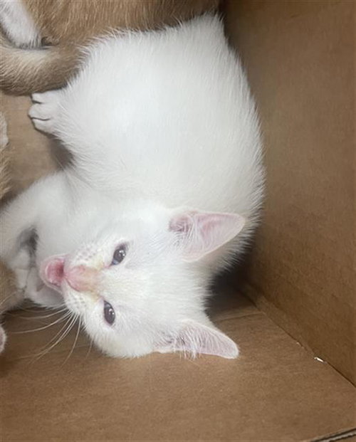 CEADER, Baby Domestic Short Hair (medium coat), cat for adoption in Fort Worth, Texas