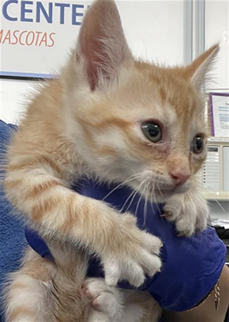 OAKS, Baby Domestic Short Hair (medium coat), cat for adoption in Fort Worth, Texas