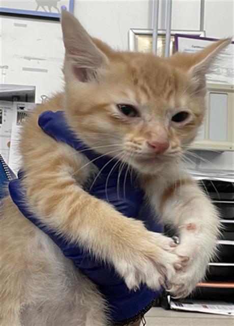 OLIVE, an adoptable Domestic Short Hair in Dallas, TX