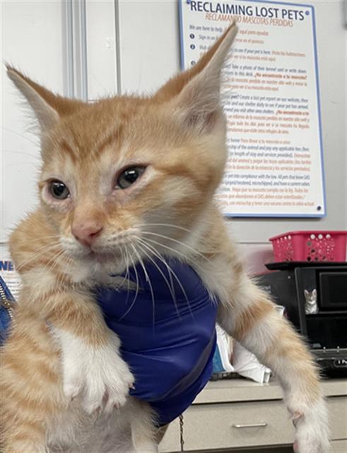 BASIL, Baby Domestic Short Hair (medium coat), cat for adoption in Fort Worth, Texas