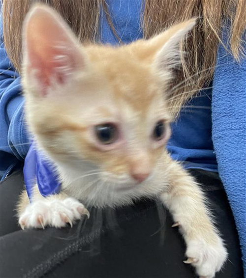 ORCHID, Baby Domestic Short Hair (medium coat), cat for adoption in Fort Worth, Texas