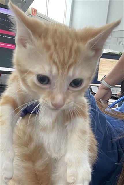 MOSS, Baby Domestic Short Hair (medium coat), cat for adoption in Fort Worth, Texas