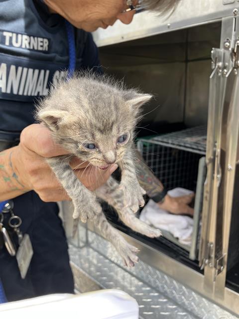JANUARY, Baby Domestic Short Hair (medium coat), cat for adoption in Fort Worth, Texas