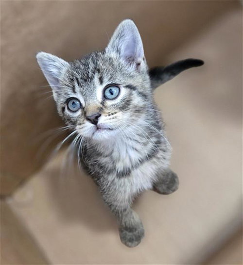 BUTTERCUP, Baby Domestic Short Hair (medium coat), cat for adoption in Fort Worth, Texas