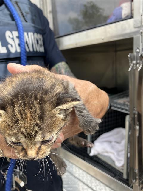 JOHN, Baby Domestic Short Hair (medium coat), cat for adoption in Fort Worth, Texas
