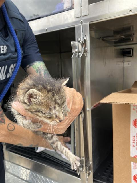 JERRY, Baby Domestic Short Hair (medium coat), cat for adoption in Fort Worth, Texas
