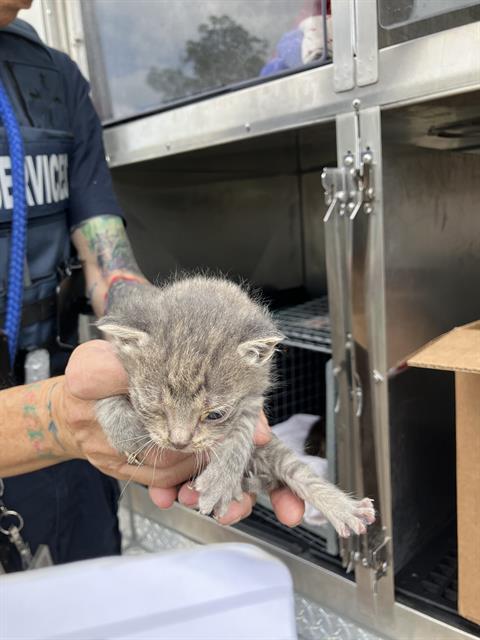 JULY, Baby Domestic Short Hair (medium coat), cat for adoption in Fort Worth, Texas