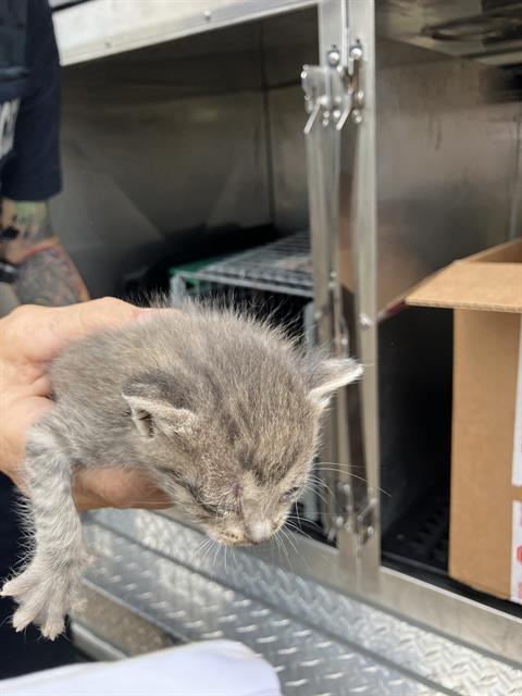 JUNE, Baby Domestic Short Hair (medium coat), cat for adoption in Fort Worth, Texas