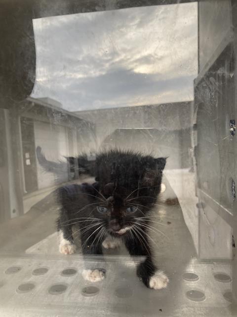 JOSEPH, Baby Domestic Short Hair (medium coat), cat for adoption in Fort Worth, Texas
