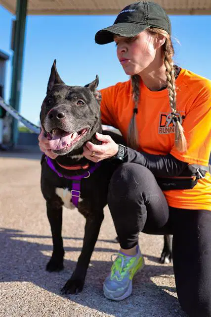 Big John - Pit Bull Terrier